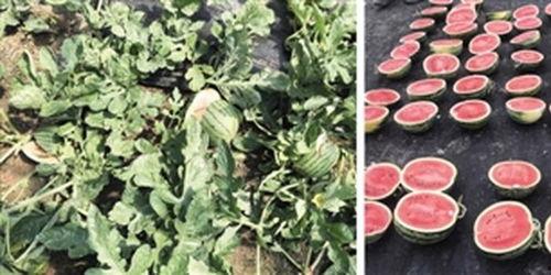 吃瓜测血型图片