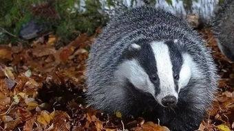 狗獾吃瓜怎么办