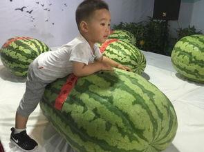 滕州吃瓜事件最新,一场网络热议背后的真相与反思