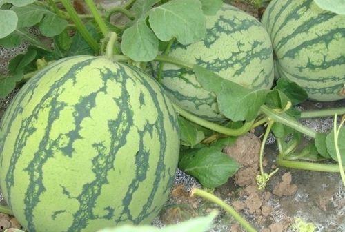 吃瓜占卜kpop,吃瓜占卜，揭秘偶像圈层神秘面纱