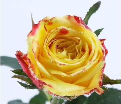 吃瓜玫瑰的故事简介,一场宫廷权谋与爱情纠葛的宫廷传奇