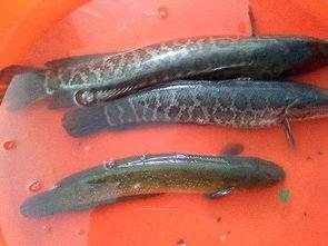 瓜哥吃瓜乌鱼,乌鱼滋味尽享其中