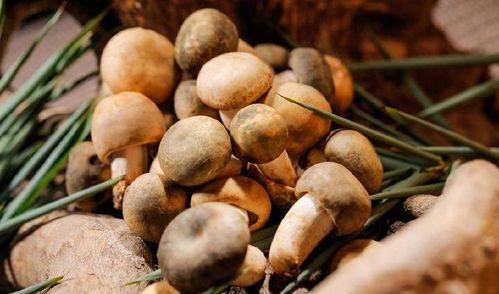 南北吃瓜小说,一场跨越千里的吃瓜盛宴