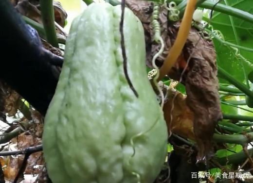 佛瓜可以常吃吗